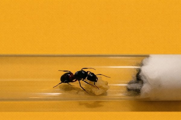 Reine Camponotus Ligniperda avec couvain, Animaux & Accessoires, Insectes & Araignées