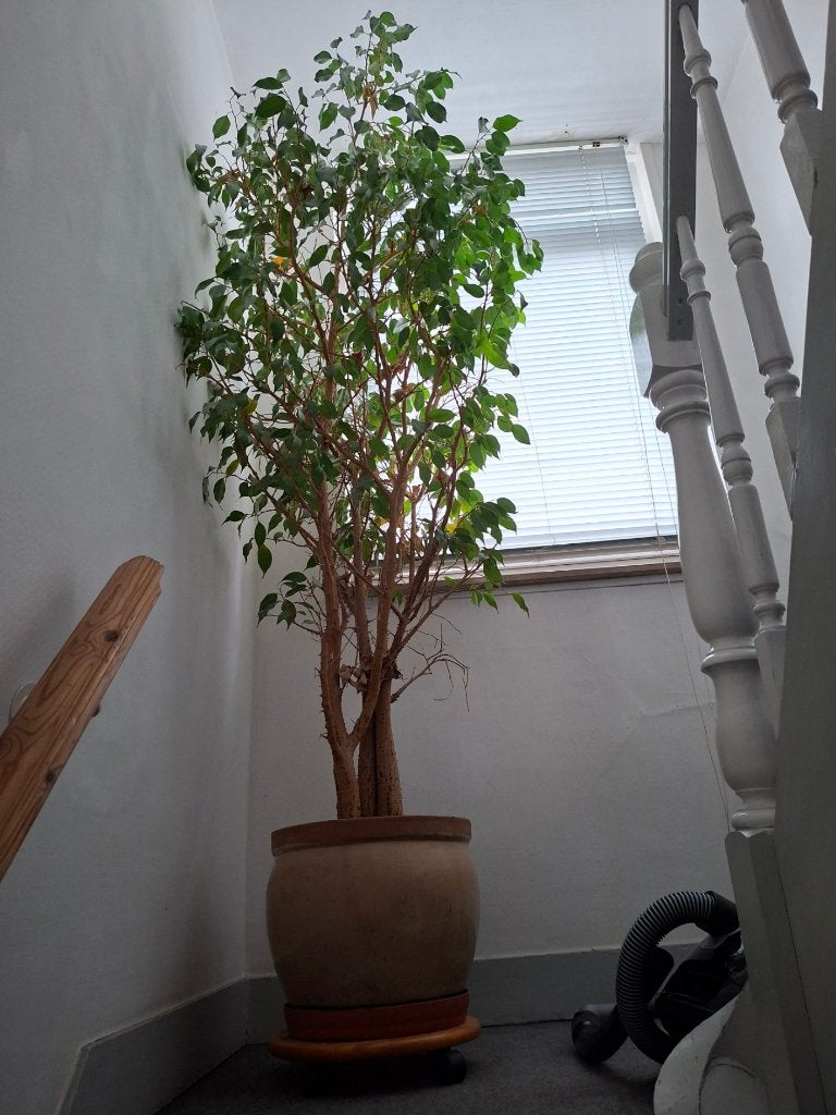 plant ficus denk ik, Ophalen, Ficus, 200 cm of meer, In pot