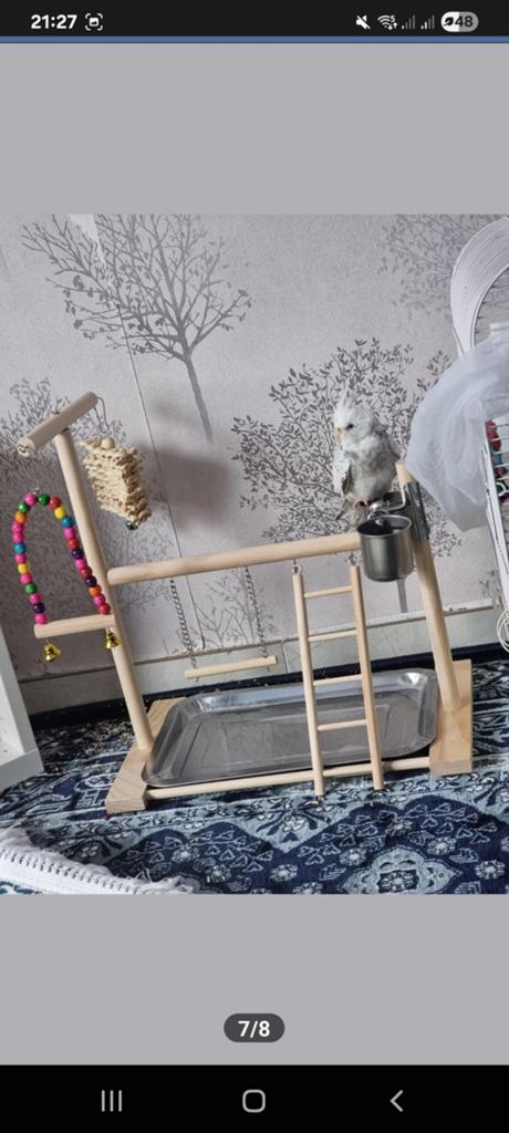 Plaine de jeux pour oiseaux, Enlèvement