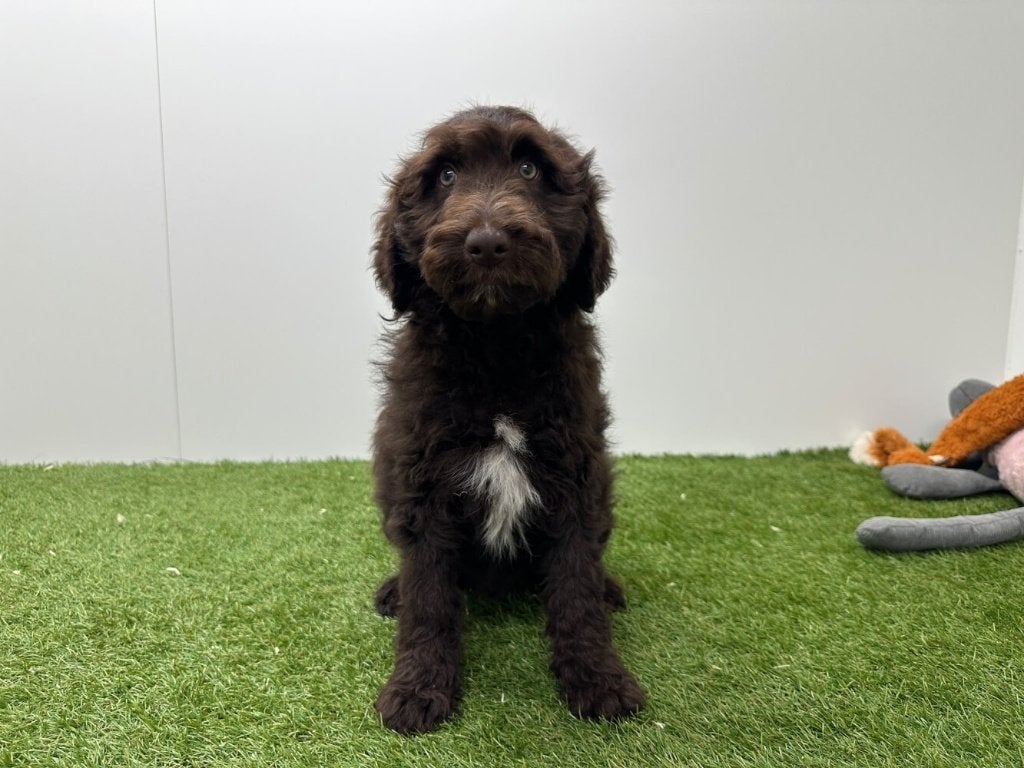 Bordoodle pups (Border Collie x Poedel), België, 8 tot 15 weken, CDV (hondenziekte), Meerdere