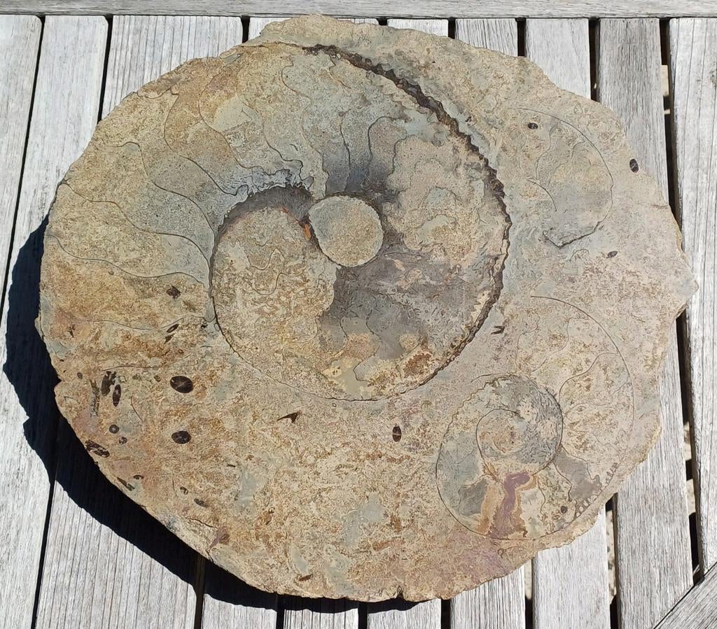 Grand disque en ammonite taillé et poli, Enlèvement ou Envoi, Fossile