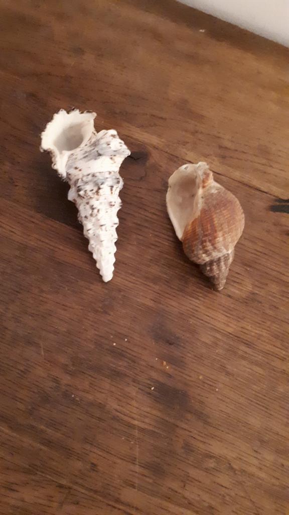 2 Schelpen, Ophalen of Verzenden, Schelp(en)