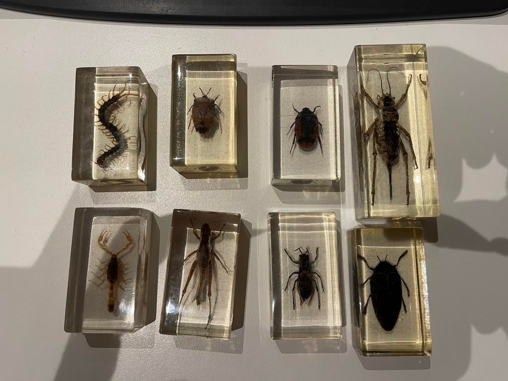 8x grote insecten - geleedpotigen in hars epoxy blok, Verzamelen, Ophalen of Verzenden, Zo goed als nieuw