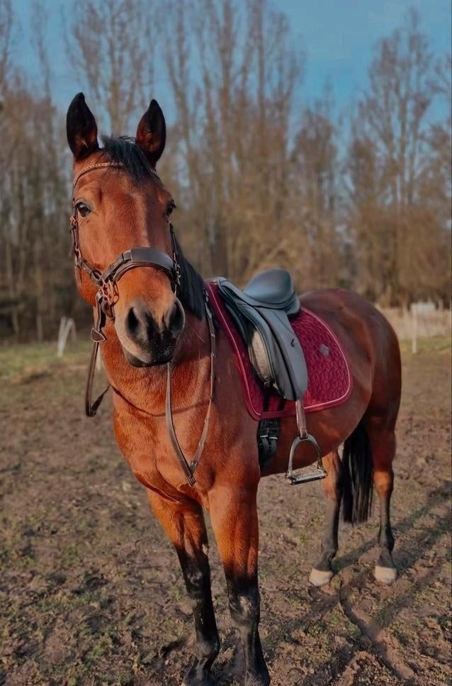 Verzorgpaard aangeboden, Dieren en Toebehoren, Paarden, Ruin, Gechipt, 3 tot 6 jaar
