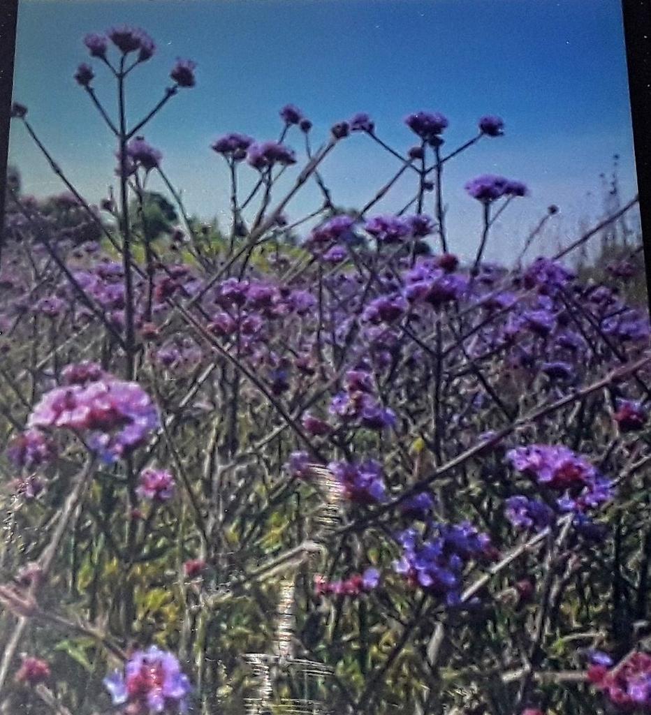 Verbena, ijzerhard. 1,25 't stuk. Een 12 tal., Tuin en Terras, Ophalen