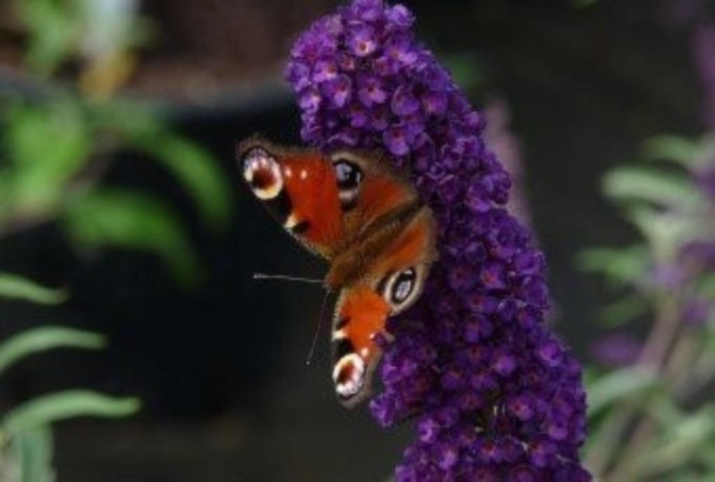 Vlinderstruik - Buddleja davidii 'Black Knight', Tuin en Terras, Planten | Tuinplanten, Ophalen