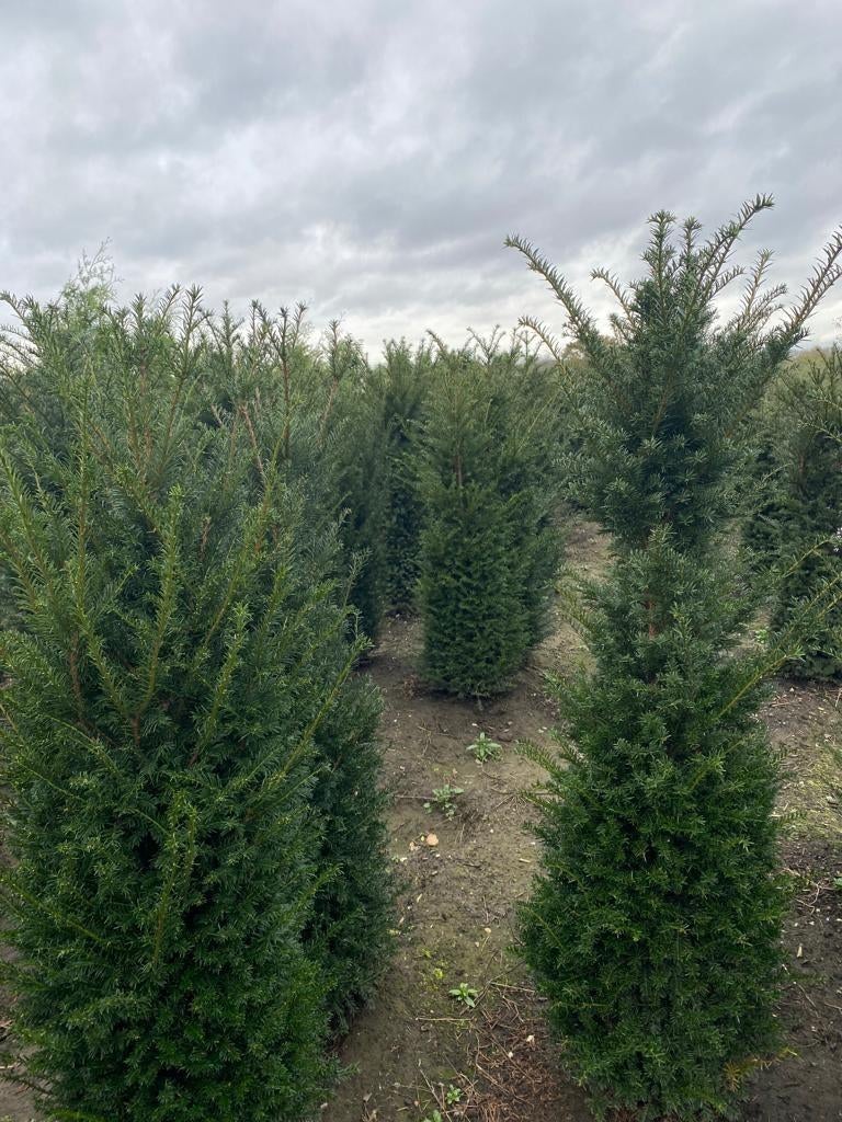 Professioneel gekweekte Taxus baccata 140-160 Oisterwijk, Tuin en Terras, Planten | Struiken en Hagen, Ophalen of Verzenden, Taxus