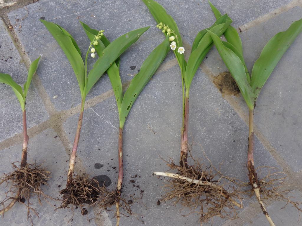 muguet à planter : 5 racines (longue tige)., Autres espèces, Printemps, Enlèvement, Plante fixe