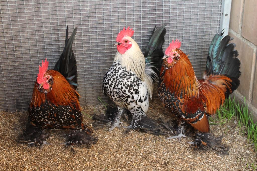 sabelpootkriel hanen, Dieren en Toebehoren, Pluimvee, Mannelijk, Kip
