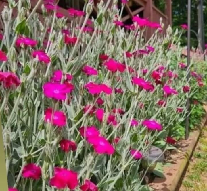 Semences coquelourdes vivaces, Jardin & Terrasse, Enlèvement ou Envoi
