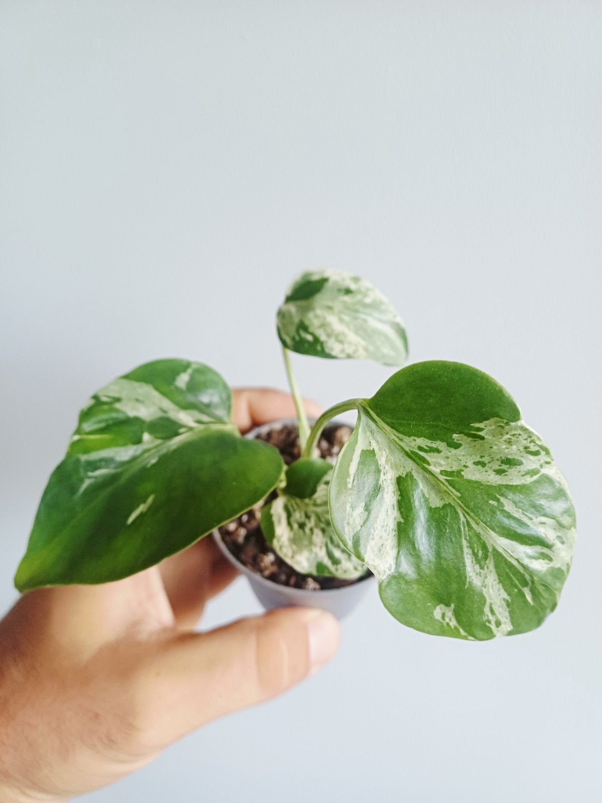 Monstera Bulbasaur, Autres espèces, En pot, Enlèvement ou Envoi, Moins de 100 cm