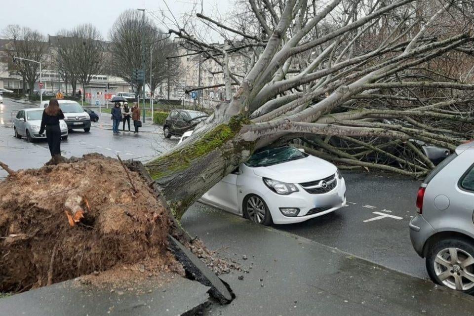 Travaux d'abattage / démontage / élagage d'arbres, Enlèvement