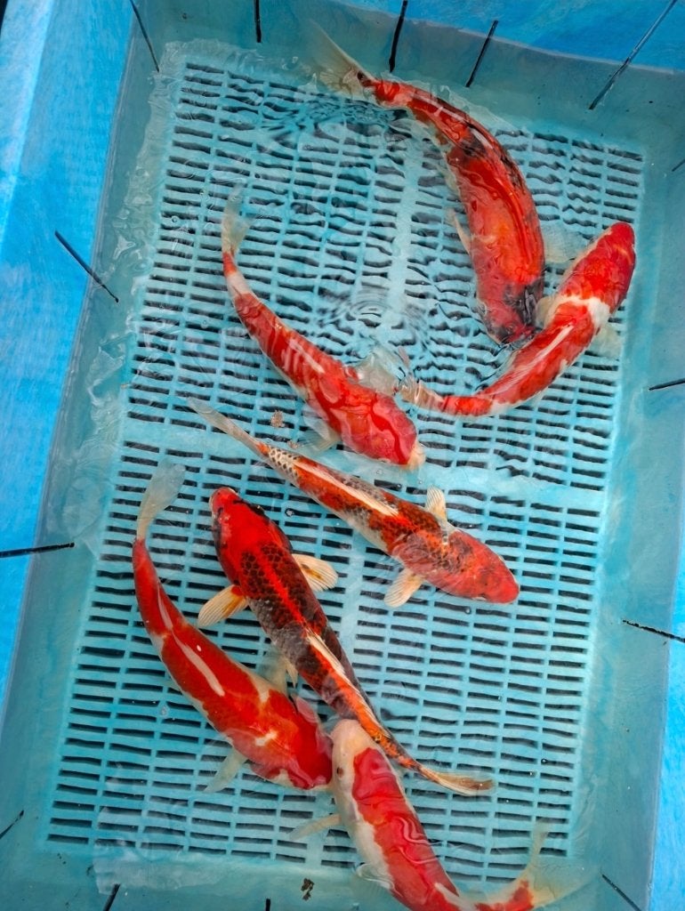 20 koi, Animaux & Accessoires, Poissons | Poissons d'étang