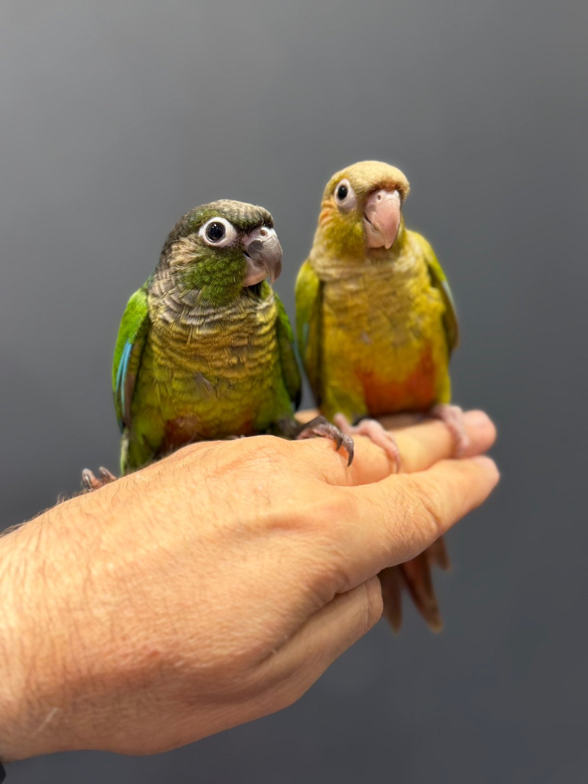Pyrrhuras molinae EAM super genril a voir, Sexe inconnu, Perroquet, Bagué