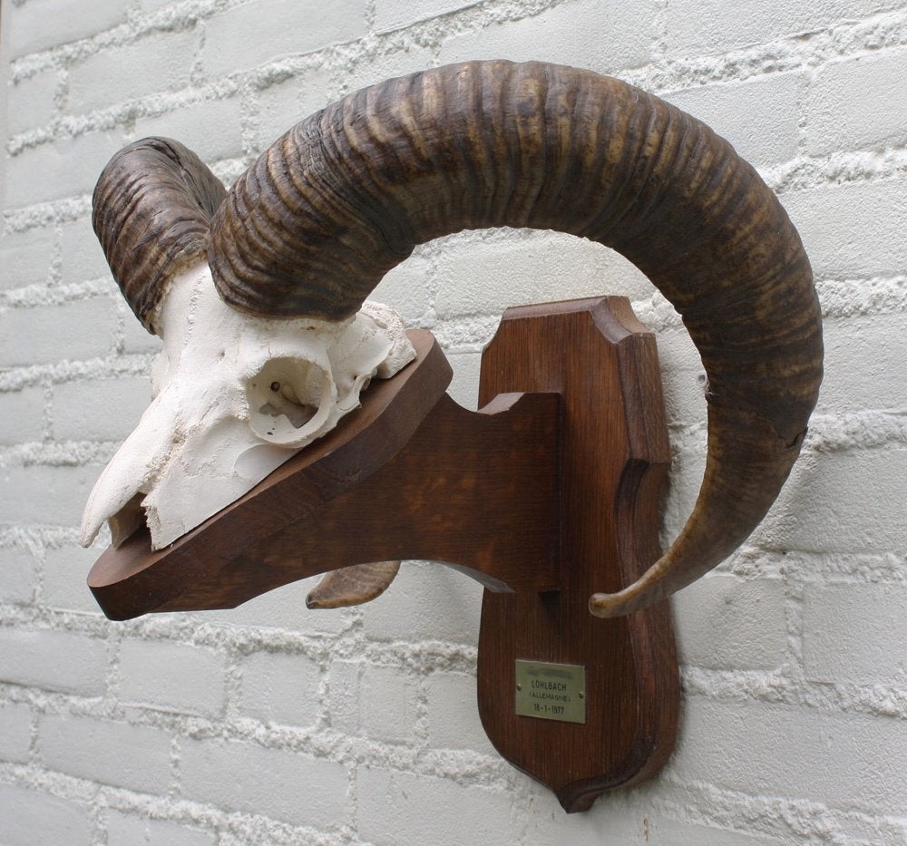 Schedel MOEFLON RAM op houten schild - Ardennen (ref. M), Verzamelen, Ophalen of Verzenden, Gebruikt, Wild dier, Schedel