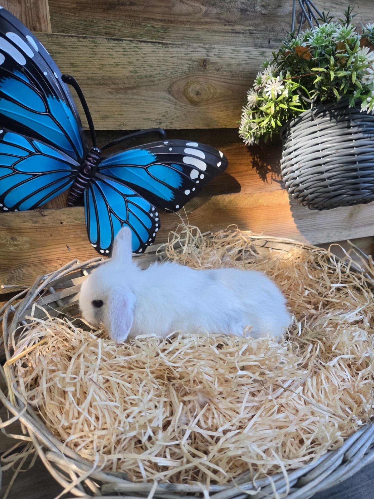 miniop, Animaux & Accessoires