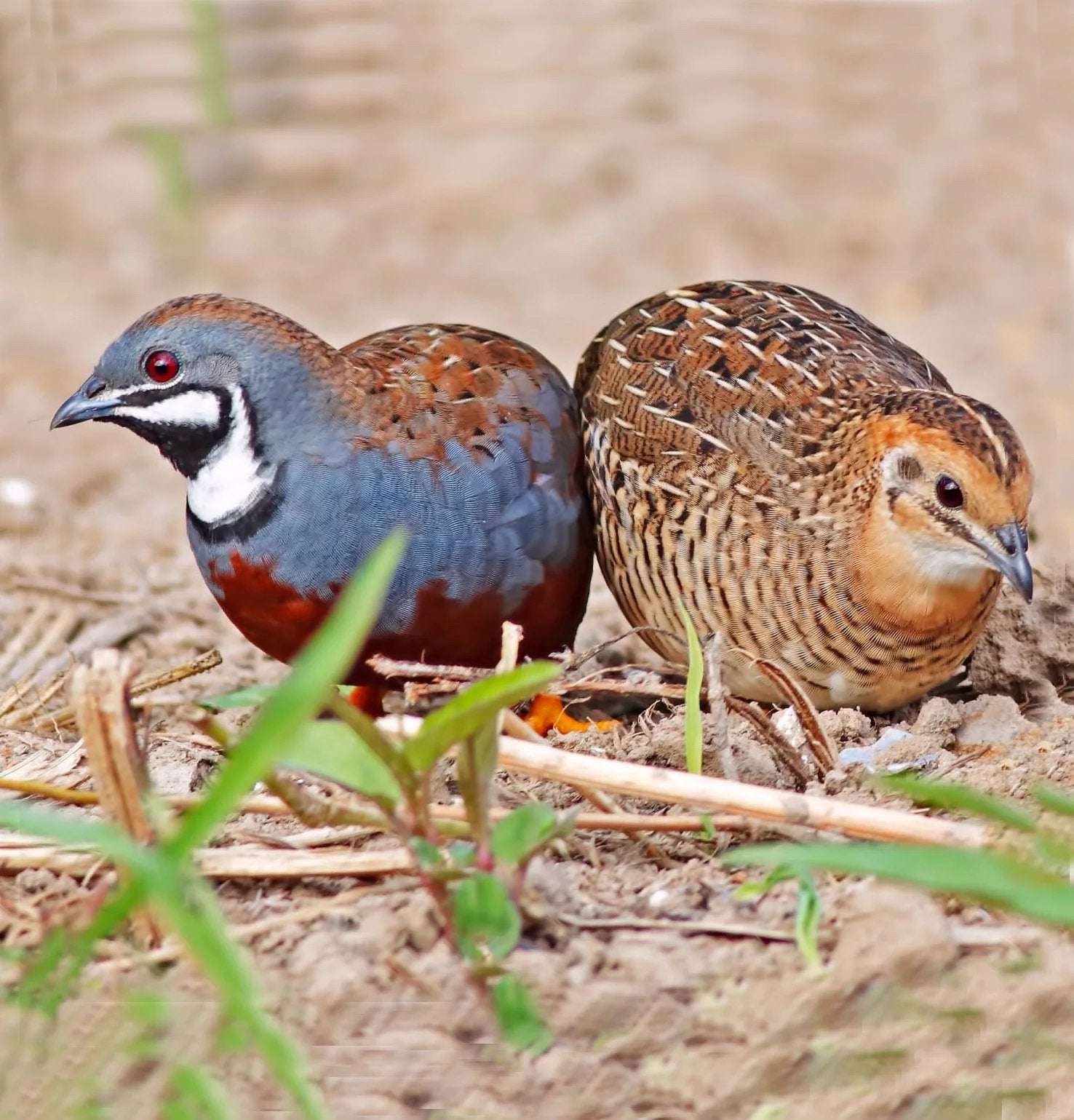 Chinese dwergkwartels, Dieren en Toebehoren, Meerdere dieren, Overige soorten