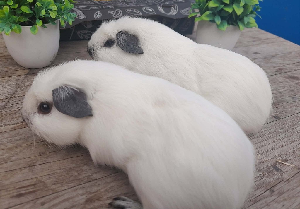 knappe alpaca en mooie cali  broertjes, Dieren en Toebehoren, Knaagdieren, Juni, Mannelijk, Cavia