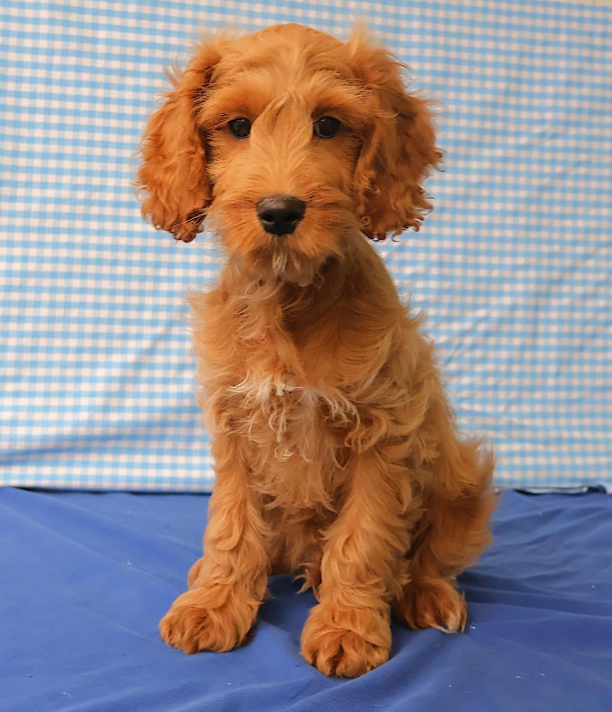 Supermooie Cockapoo pup!, 15 weken tot 1 jaar, Reu, Buitenland, Parvo