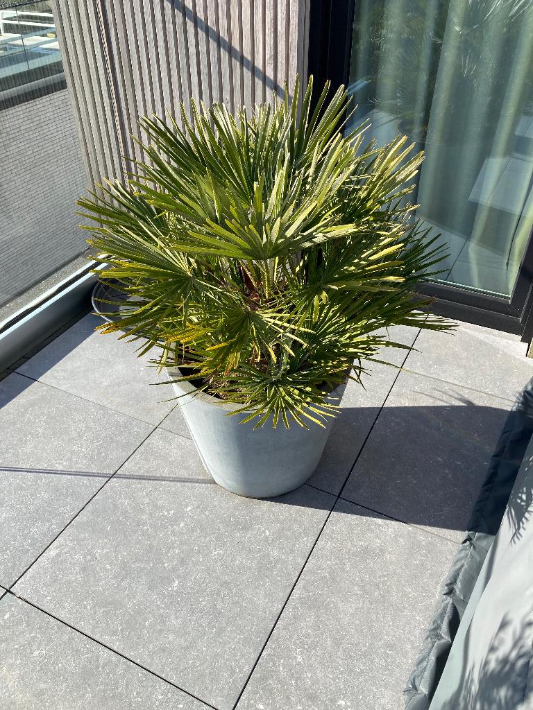 Palm in fiberstone pot, Tuin en Terras, Ophalen, Klimplanten