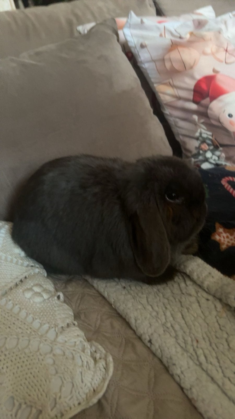 Mini konijn, Dieren en Toebehoren, Maart, Vrouwelijk, Overige typen, Tam