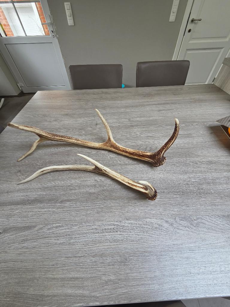 Gewei van hert, Dieren en Toebehoren, Januari