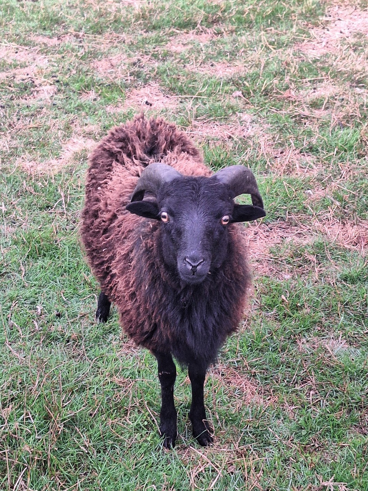 heel mooi en zeer lief ouessant rammetje, Dieren en Toebehoren, Mannelijk, Schaap, 0 tot 2 jaar