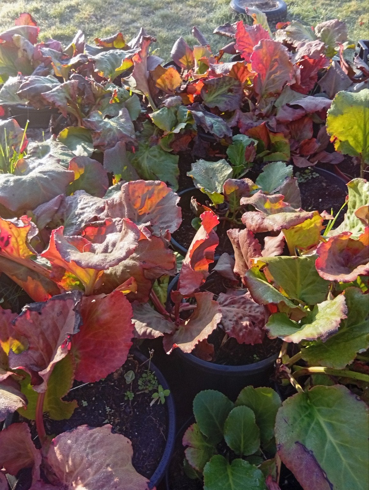 Schoenlapplanten, Tuin en Terras, Planten | Tuinplanten, Ophalen, Vaste plant