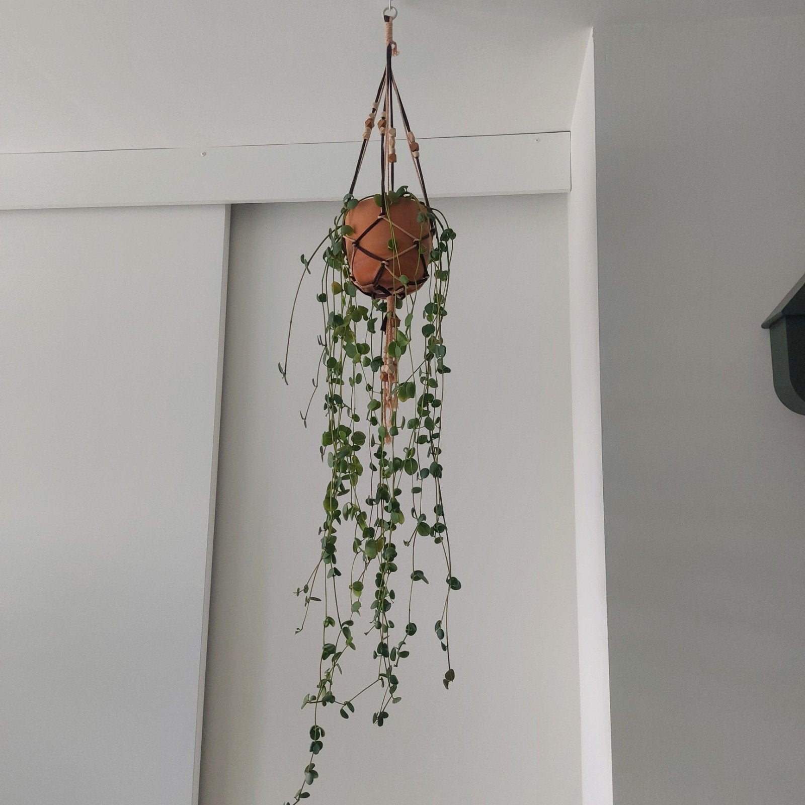 Macramé hanger en plant, Ophalen