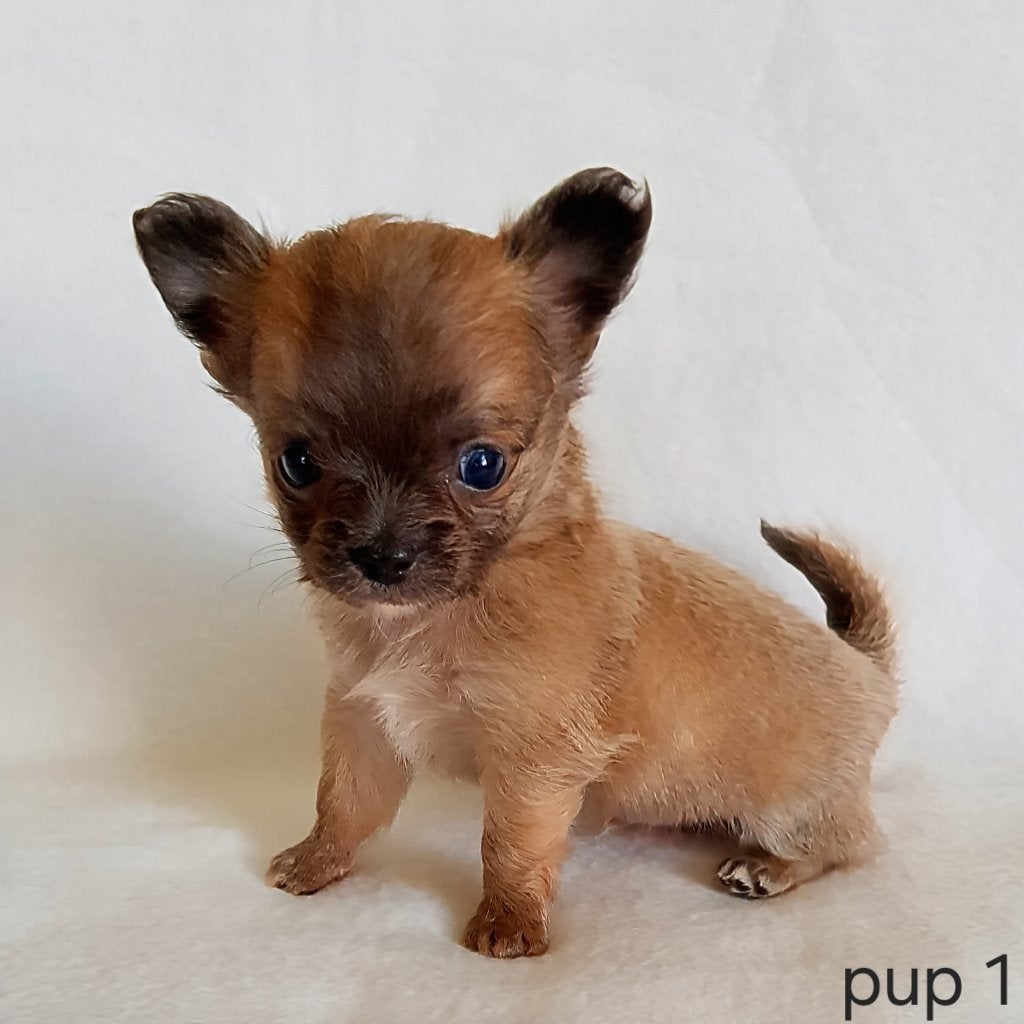 Chihuahua pup (klein reutje), Parvo, België, Particulier, Reu