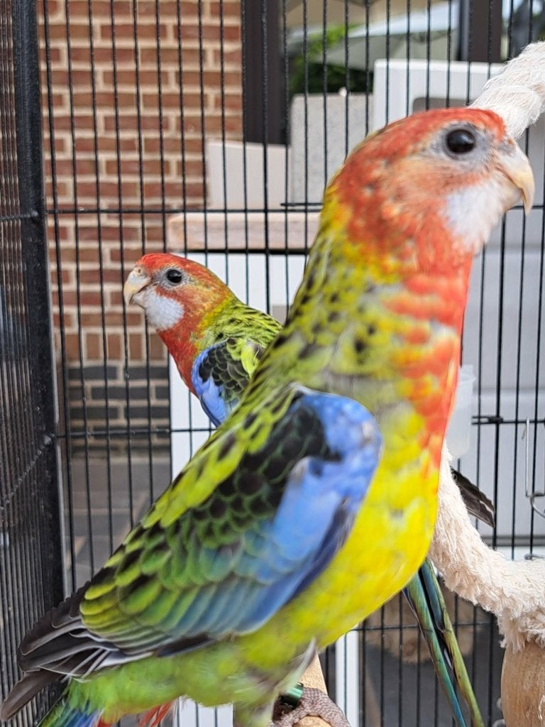 Pracht Rosella, Plusieurs animaux, Perruche, Bagué