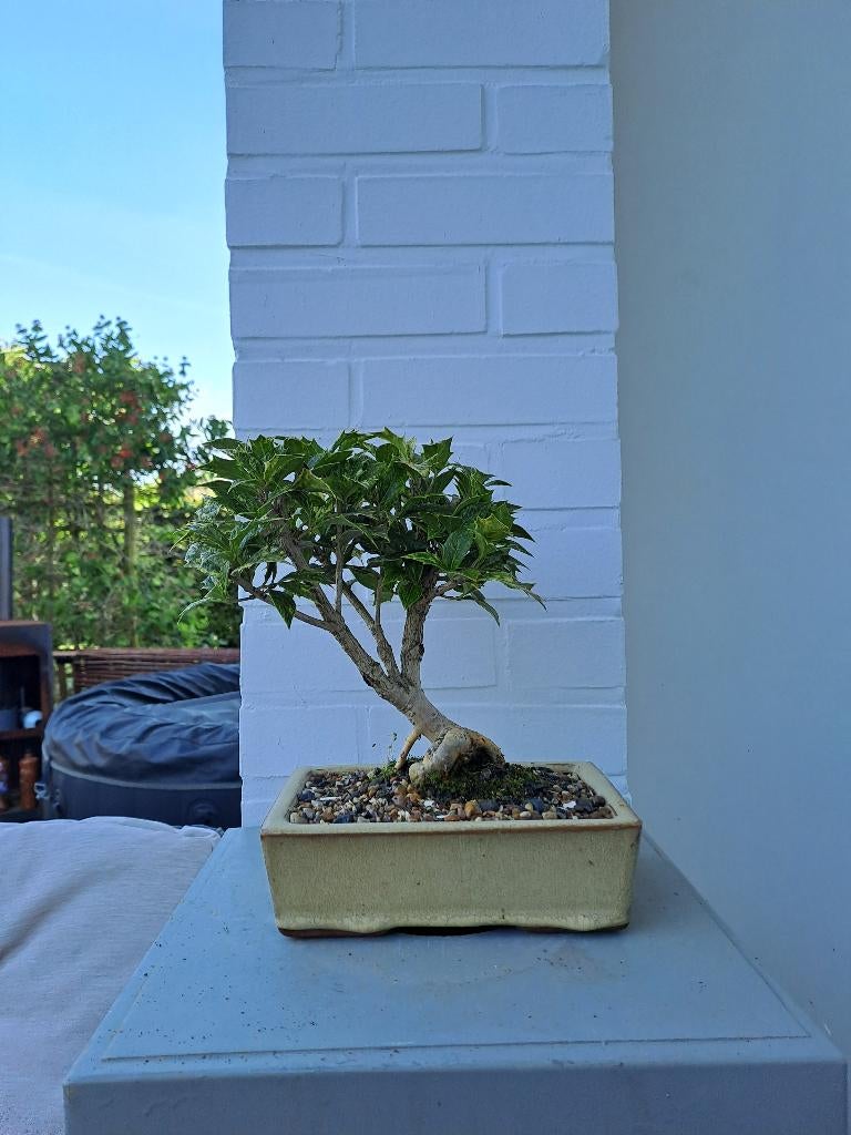 Bonsai van osmanthus goshiki, Tuin en Terras, Bloeit niet, Halfschaduw, Overige soorten, Minder dan 100 cm