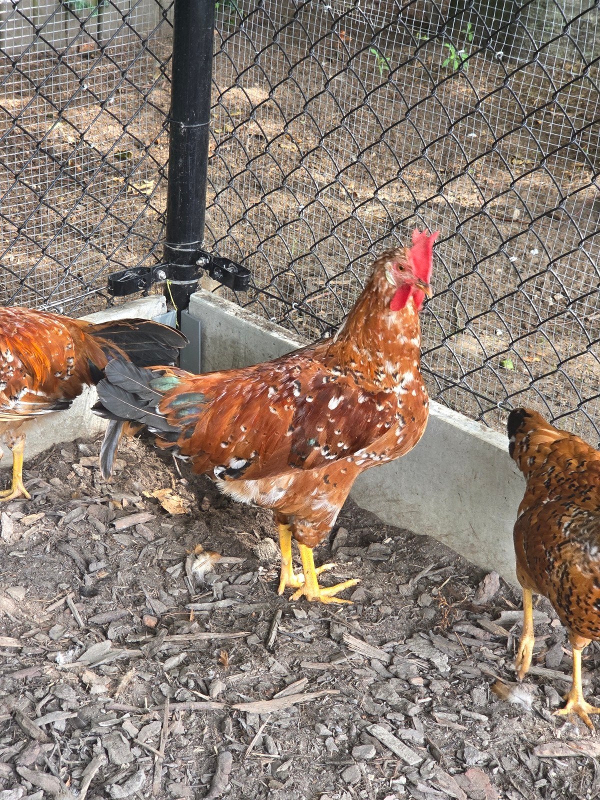 Leghorn patrijskleuren haan