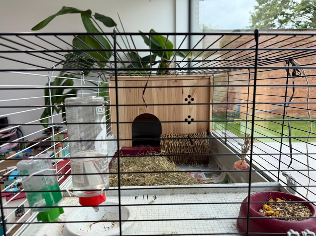 2 mannelijke cavia’s met alle toebehoren, Dieren en Toebehoren, Vogels | Parkieten en Papegaaien, Mannelijk