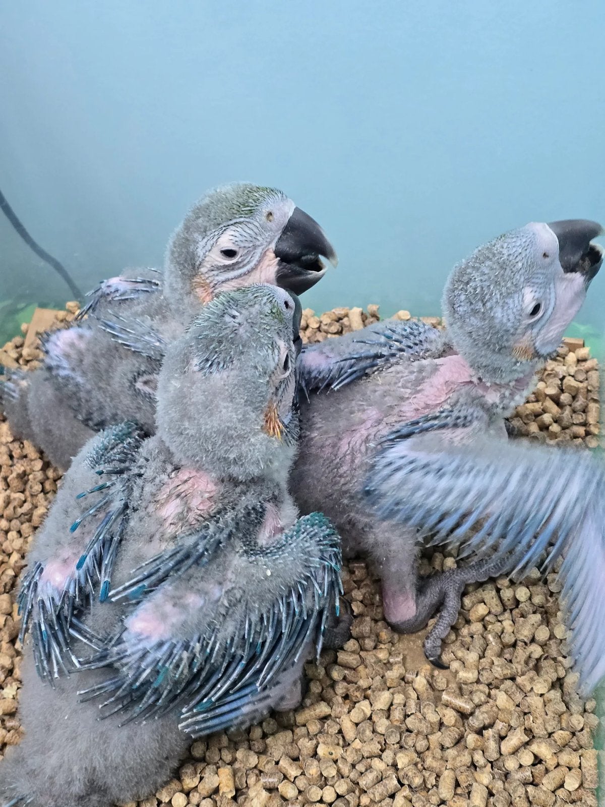 Gezocht jonge ara papegaaien, Sexe inconnu, Bagué