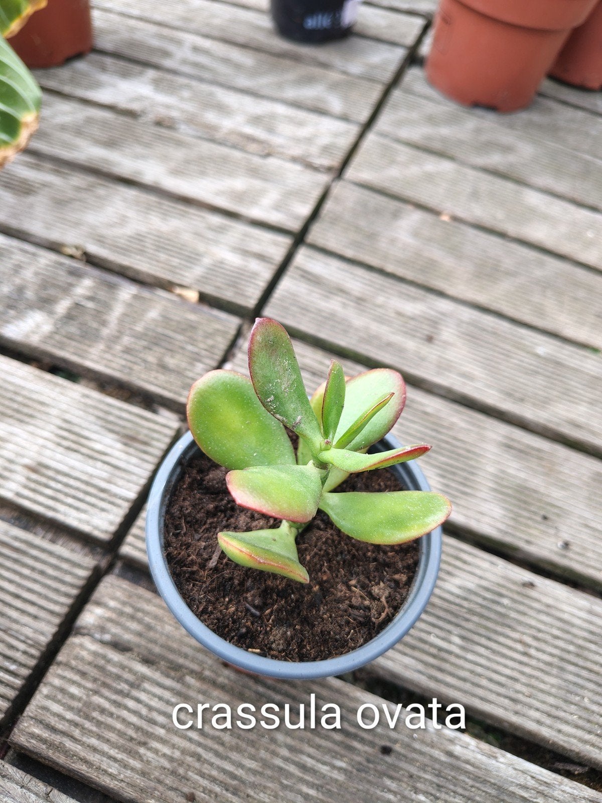 crassula ovata 0,50, Enlèvement