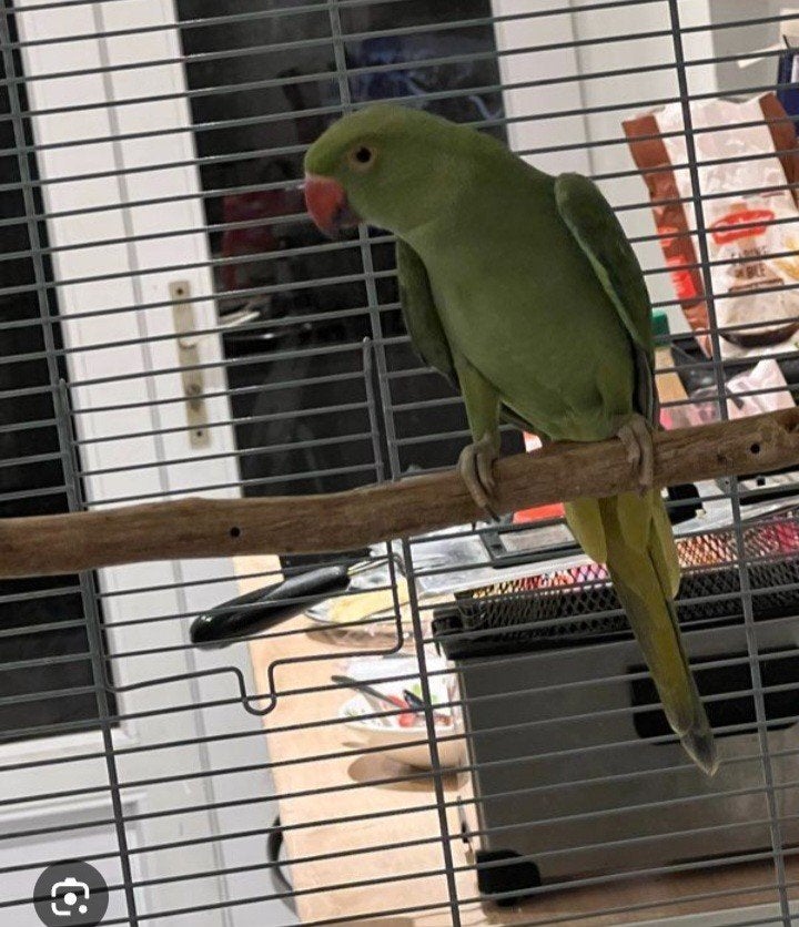 Perruches à collier d'Asie + cage