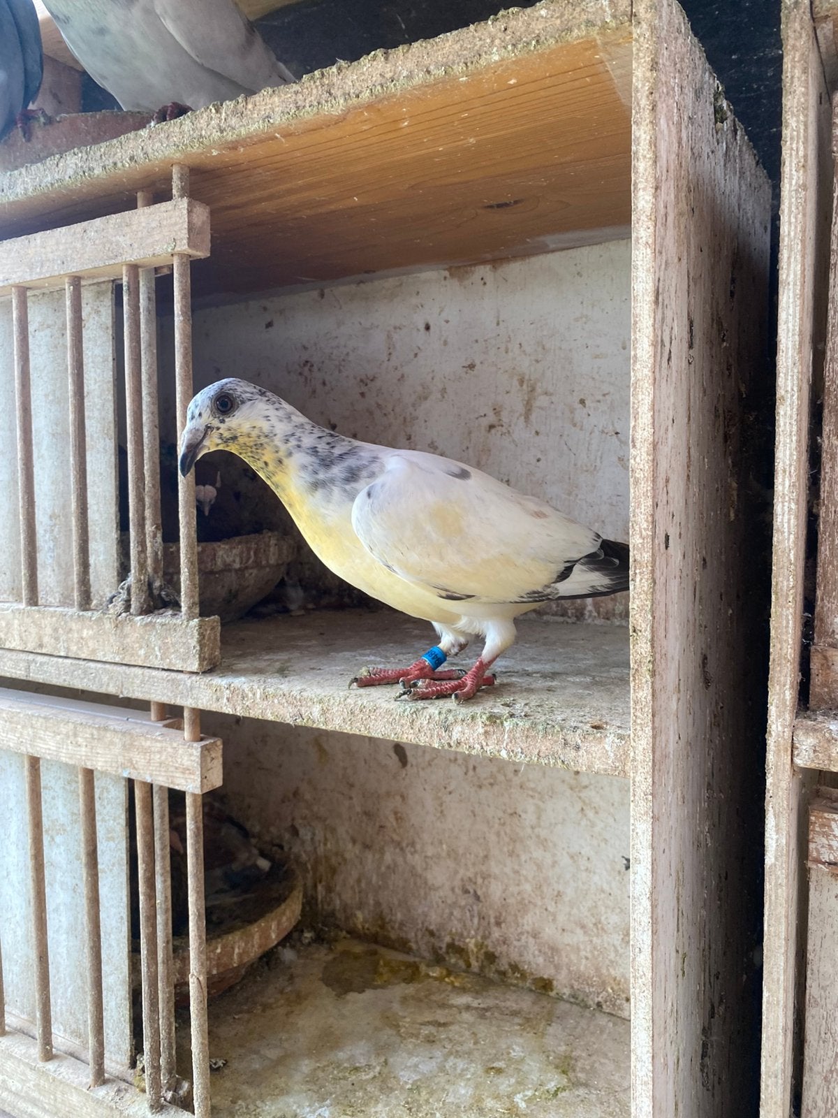 Verschillende jongen, Dieren en Toebehoren, Vogels | Duiven, Meerdere dieren, Postduif