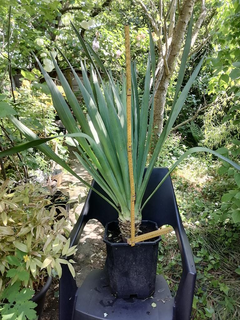 Yucca de jardin vivace, Jardin & Terrasse, Autres espèces, Plein soleil, Été, Enlèvement