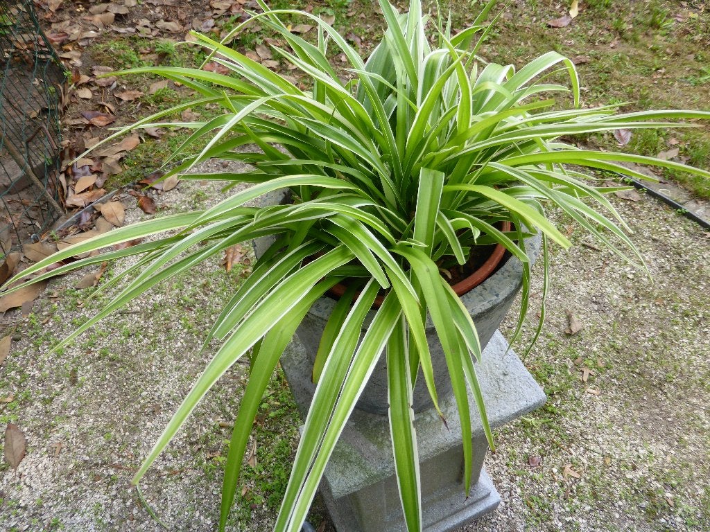 Sprietenplant of spinnenplant, Ophalen, Overige soorten, Halfschaduw, In pot