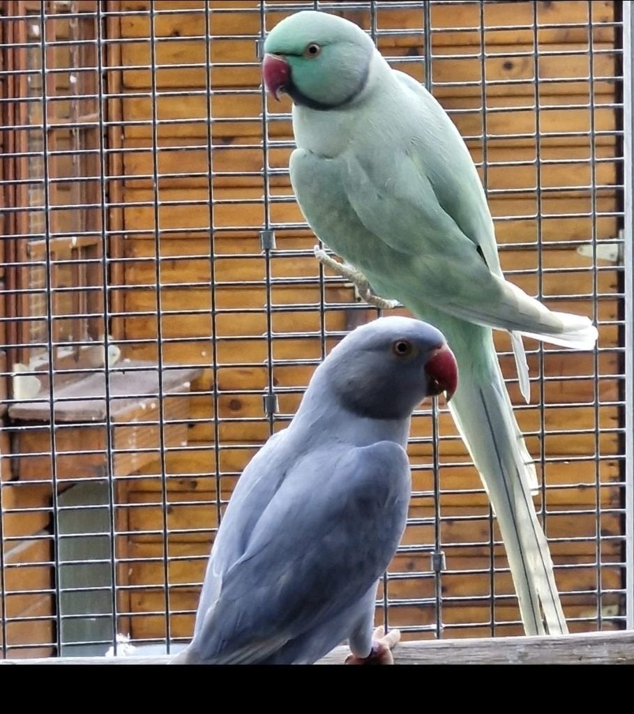 Halsband parkieten, Dieren en Toebehoren, Meerdere dieren, Parkiet, Geringd
