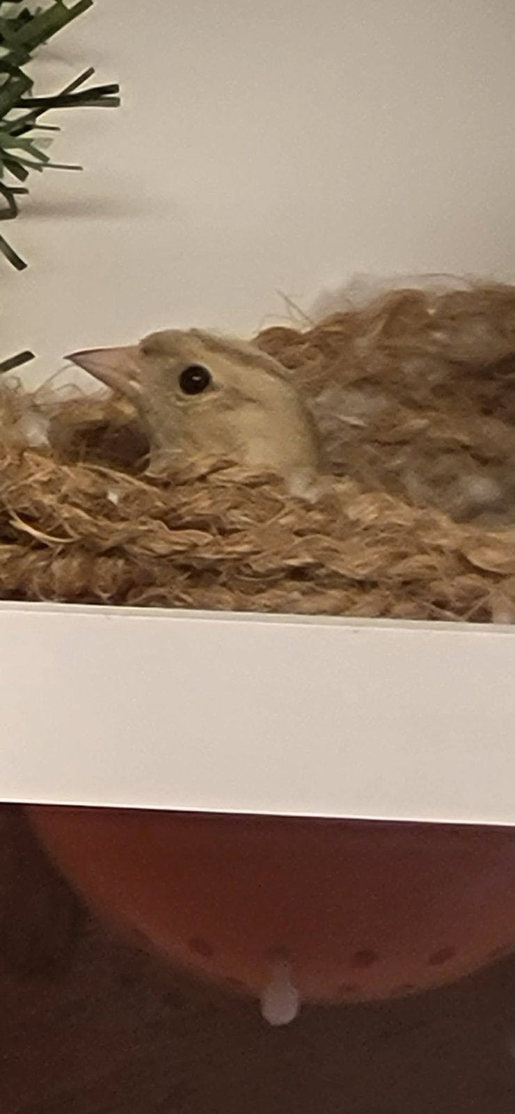 Botvink agaatpop, Animaux & Accessoires, Oiseaux | Oiseaux Autre, Femelle, Oiseau chanteur sauvage, Bagué