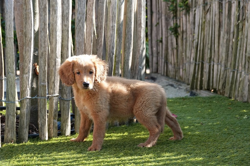 Chiots Apricot Labradoodle (type labrador), avec pedigree, Animaux & Accessoires, Chien (mâle), Maladie de Carré (chiens), Autres races