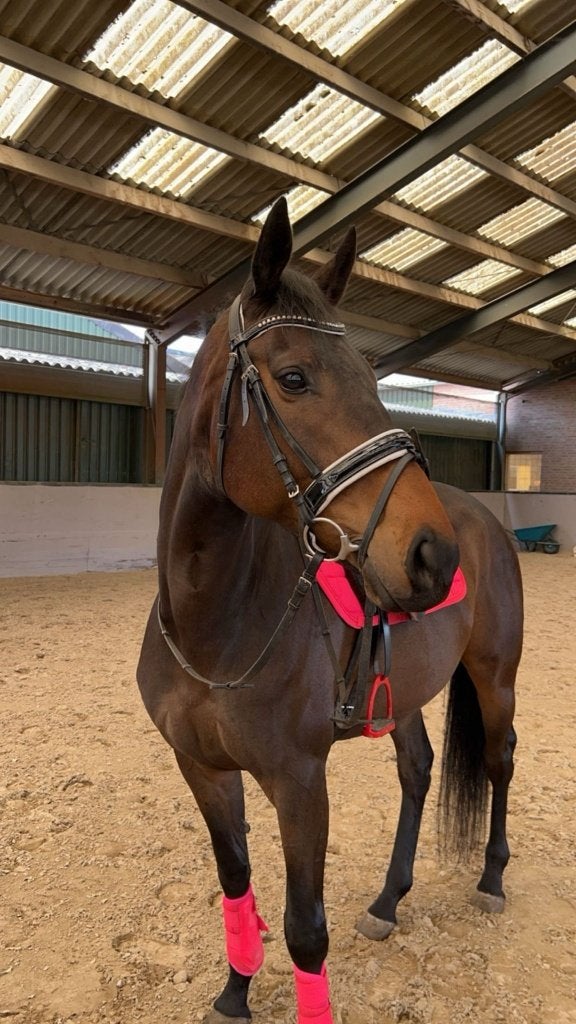 paard, Dieren en Toebehoren, Zadelmak, 7 tot 10 jaar, 160 tot 165 cm, Recreatiepaard