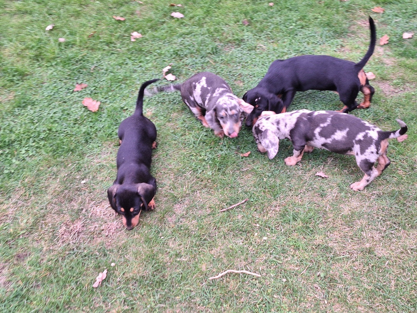 Dwergteckel puppy's, Dieren en Toebehoren, België, CDV (hondenziekte), 8 tot 15 weken, Korthaar