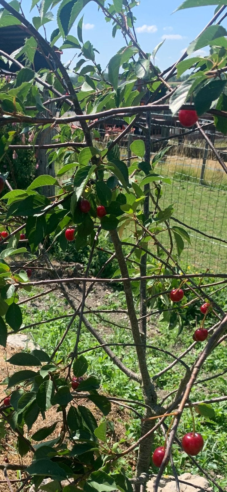 Cerisier bigarreau déjà porteur .. 6ans, Jardin & Terrasse, Enlèvement, Été