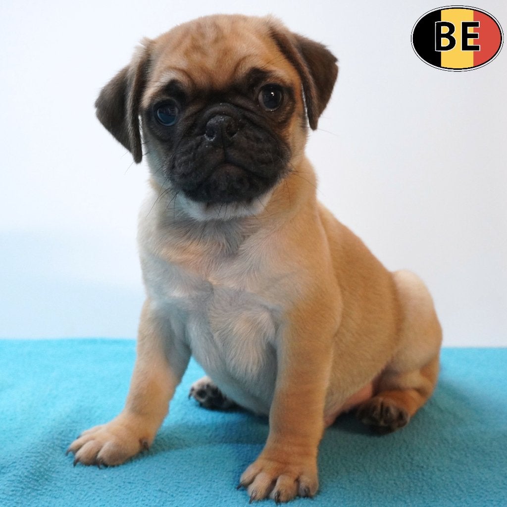 Carlins - gentils et joueurs (chiots belges), Commerçant, Maladie de Carré (chiens), Autres races, 8 à 15 semaines