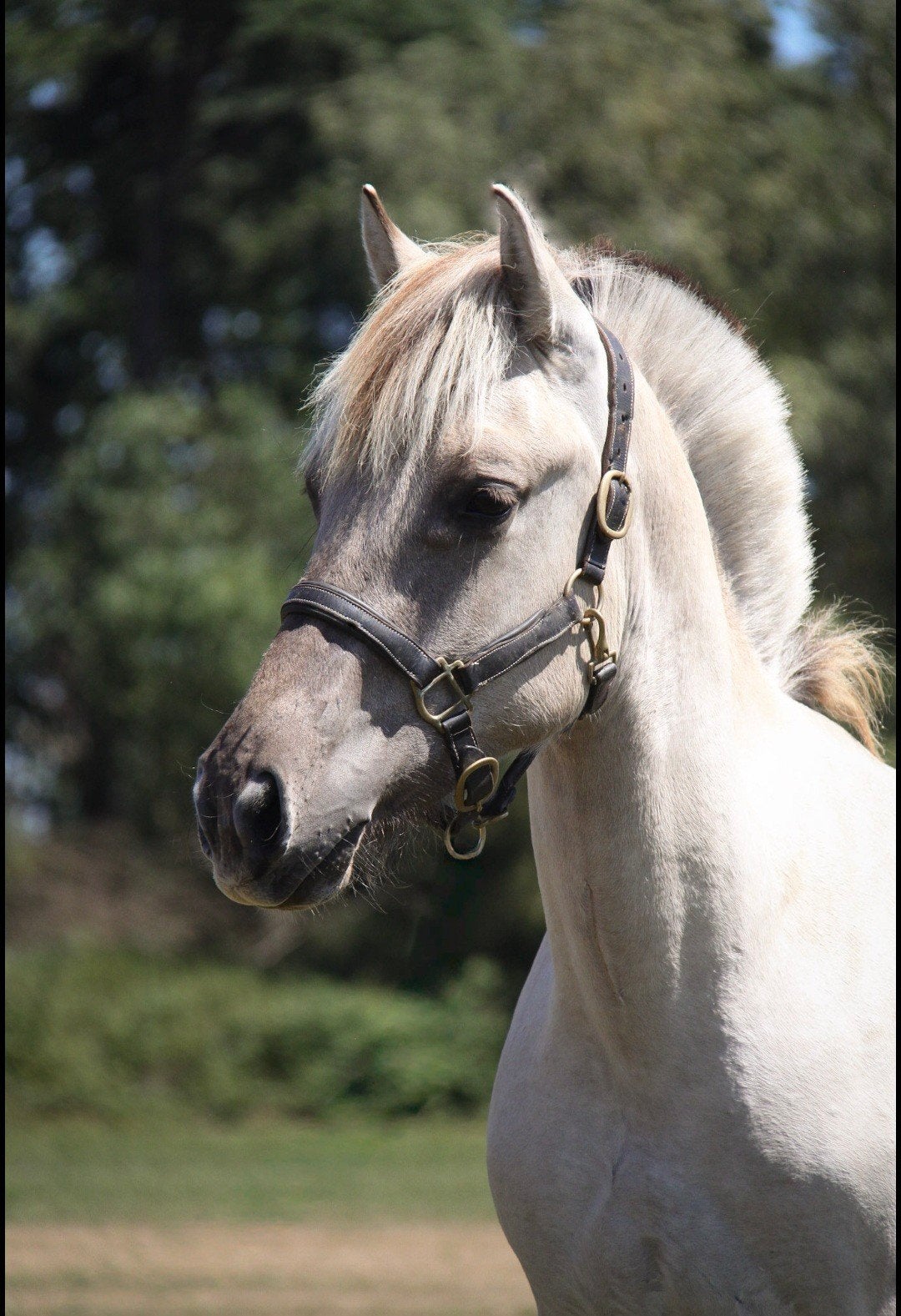 1 jarige Gra fjordenhengst, Animaux & Accessoires, Poneys, Avec pedigree, Poney de récréation, Étalon, 0 à 2 ans