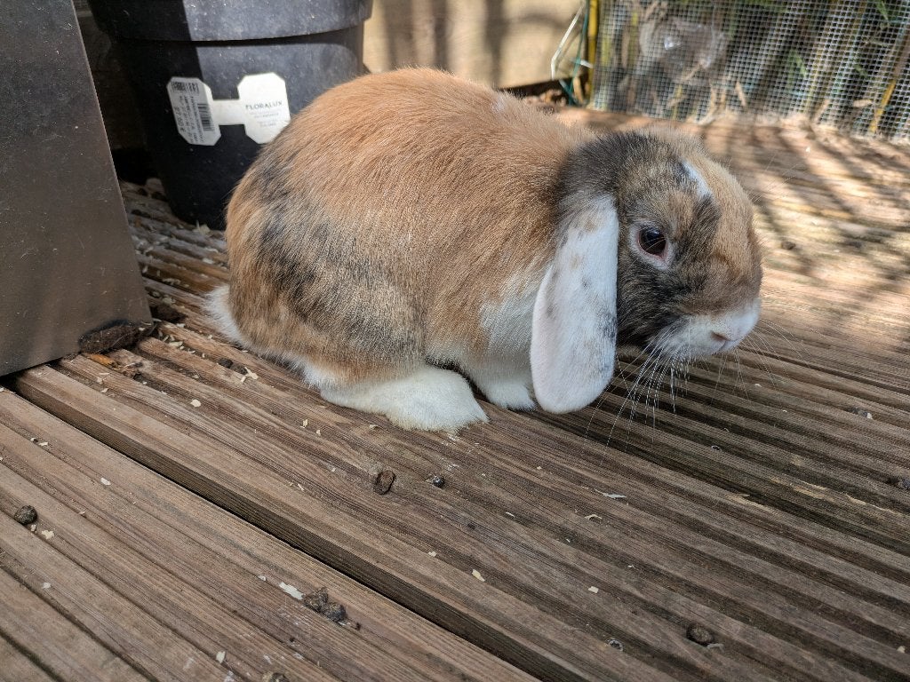 Hangoor konijn, Meerdere dieren, Klein, Hangoor, 0 tot 2 jaar