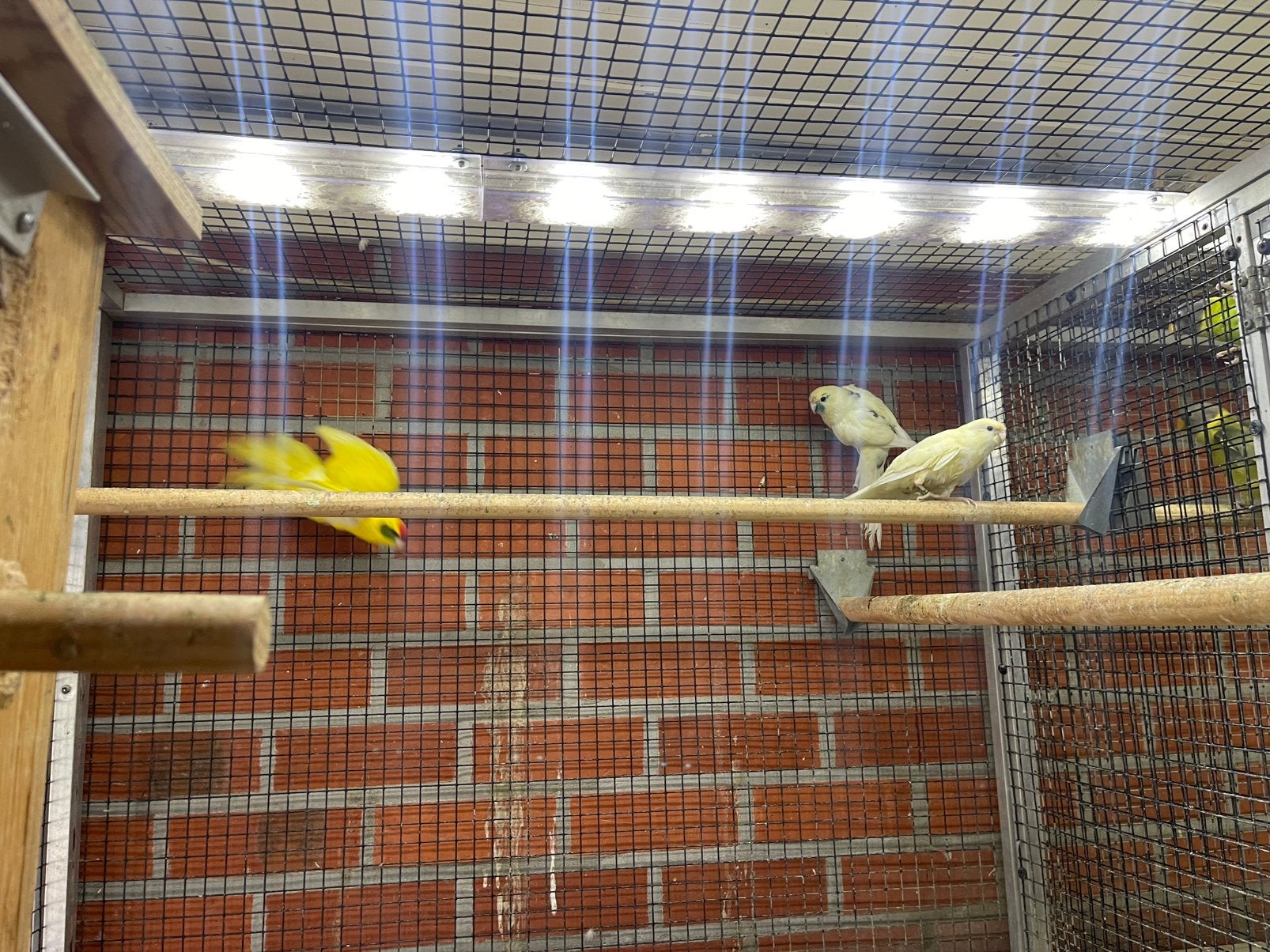 Kakariki’s, Plusieurs animaux, Perruche, Bagué